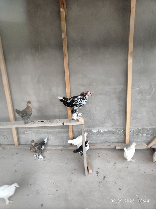 Япон товук хурозлар декларативный оегида патли чиройли пародалиси