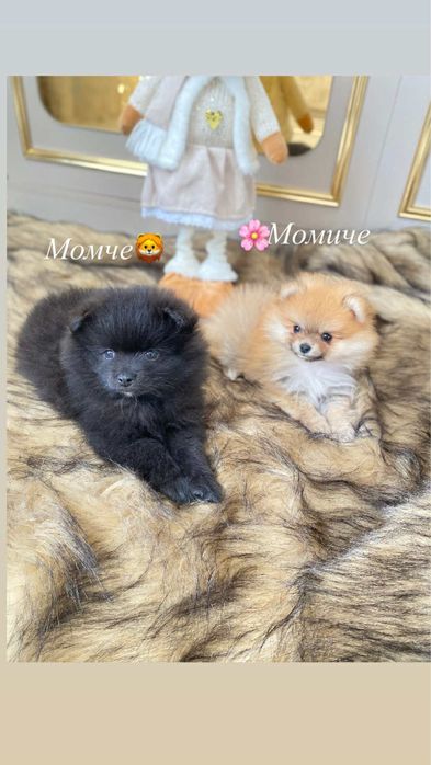 Кученца мини пумеран