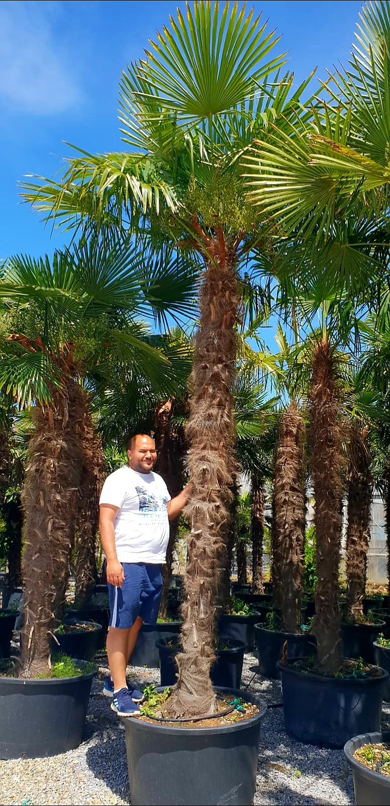 Vand palmieri, Cycas, trachycarpus fortunei,chamaerops humilis.