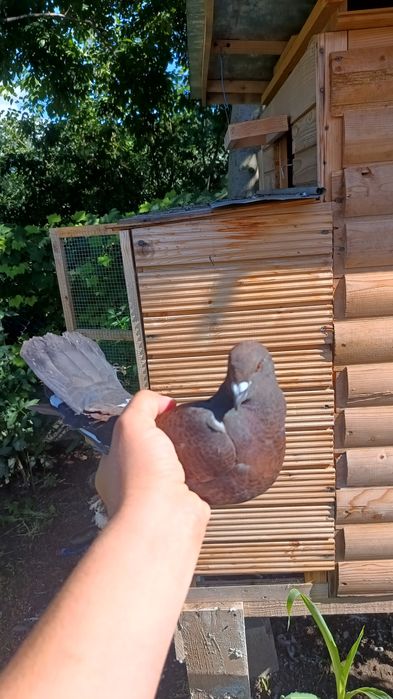 porumbei culori de deosebite