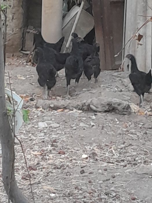 Qora shahzoda tovuq