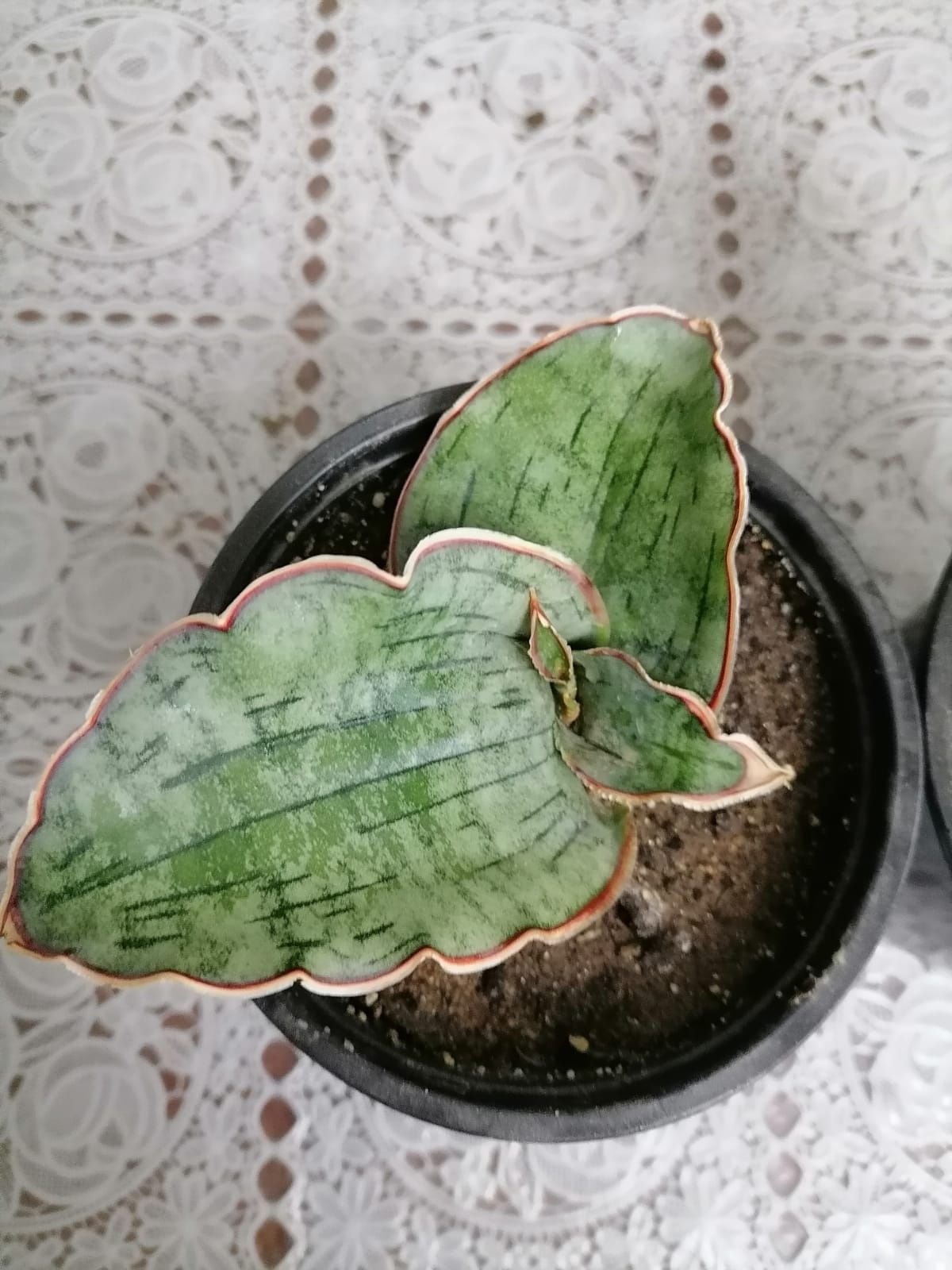 Sansevieria Star 'GREEN GRANITE'