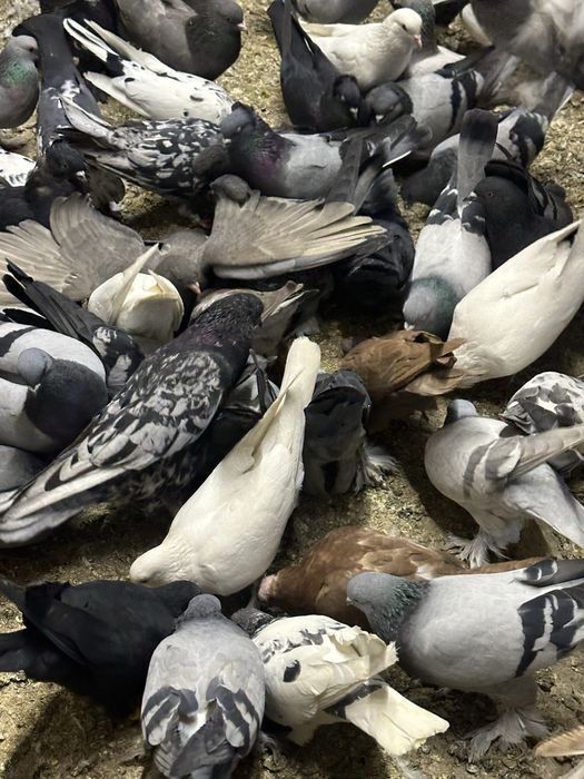 Kaptarla sotiladi optimga hammasi arzon narxlada