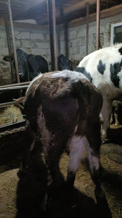 Vând o vițică de 7 luni și o mânză de 1 an și 4 lunii