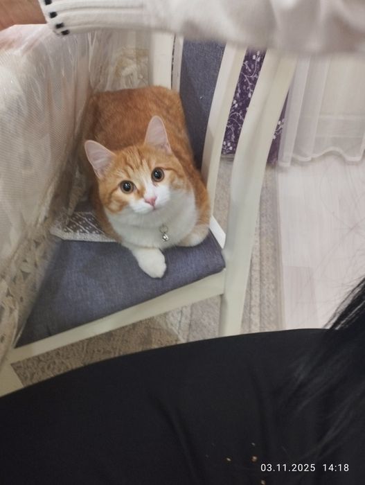 Рыжа-белый кот бесплатно