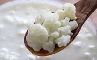 Chefir din ciuperca Tibetana (Kefir, Iaurt)