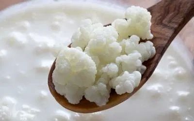 Chefir din ciuperca Tibetana (Kefir, Iaurt)