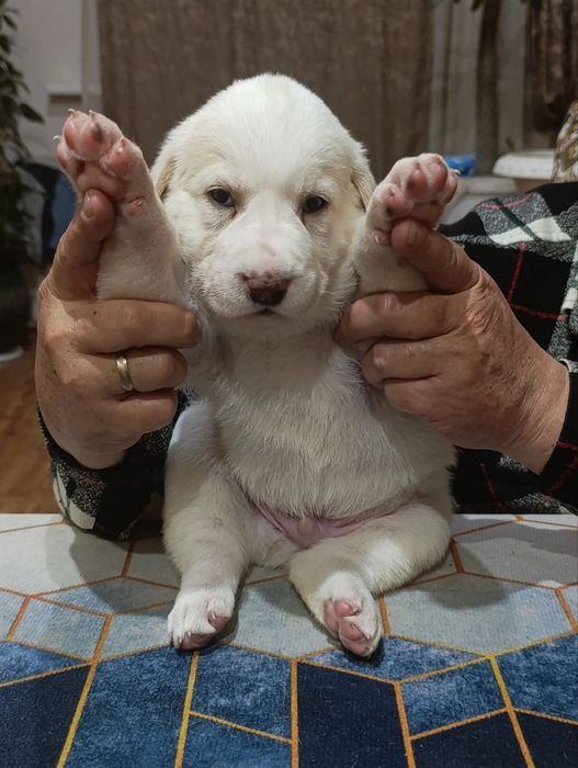 Продаются щенки азиатского Алабая