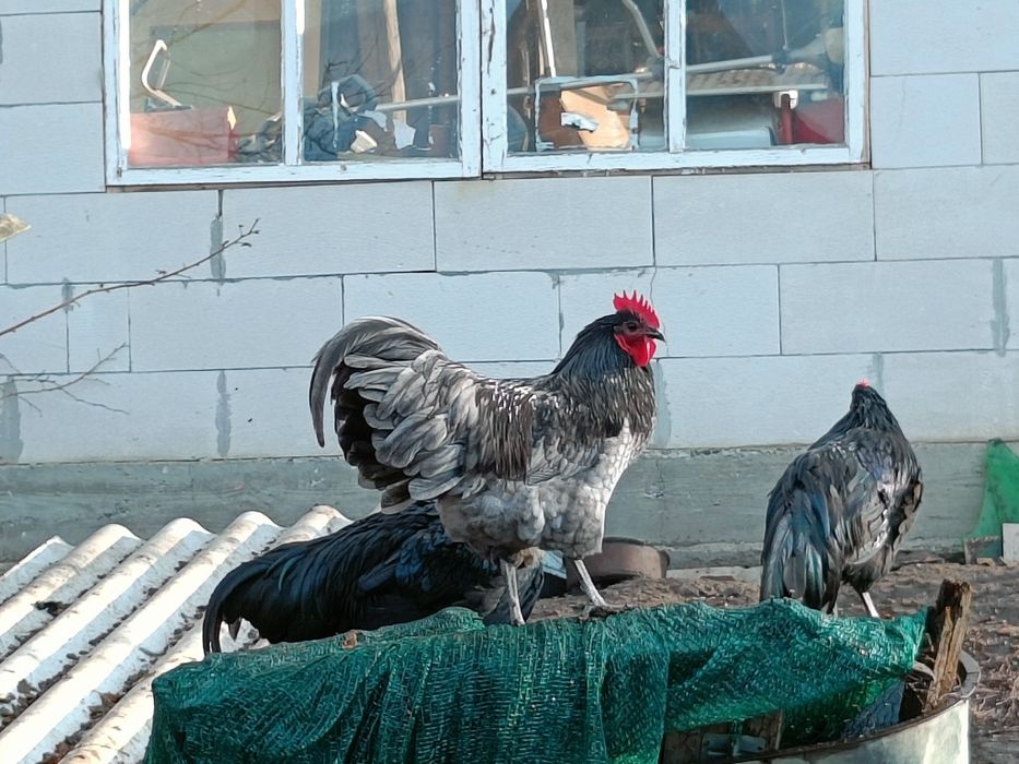 Cocoși Australorp (negru și albastru)