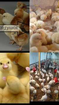 Продаю цыплят разных пород от суточного до подрощенные