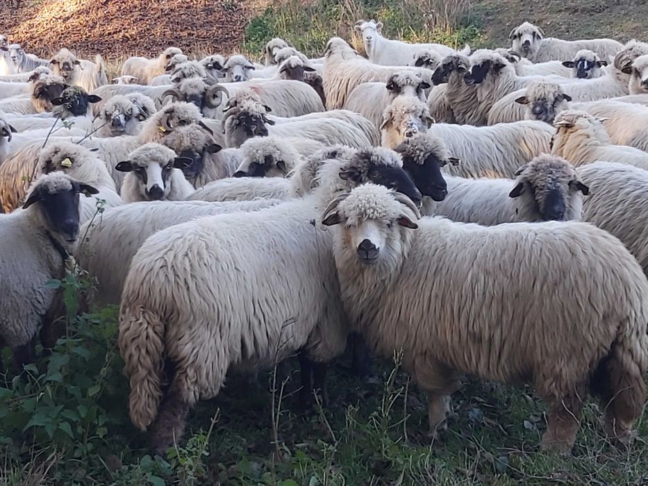 Vand 300 de oi pe ales