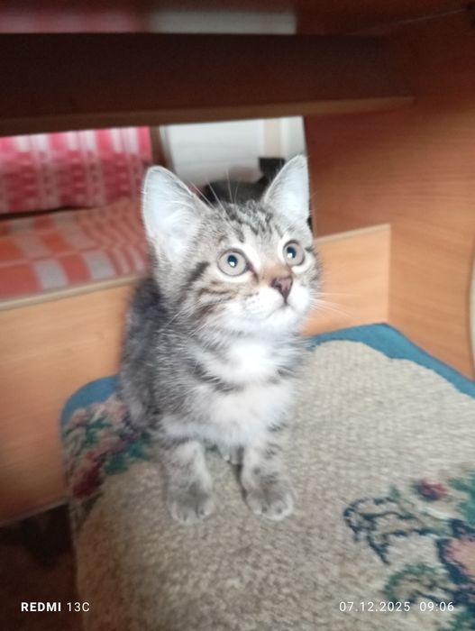 Отдам даром котят