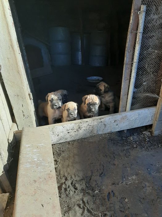 Продавам малки кученца Кане Корсо,бели и жълти.