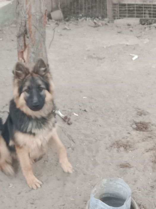 Неметский авчарка 4 ойлик 100$ га оганман уйда карашга одам бумияпди