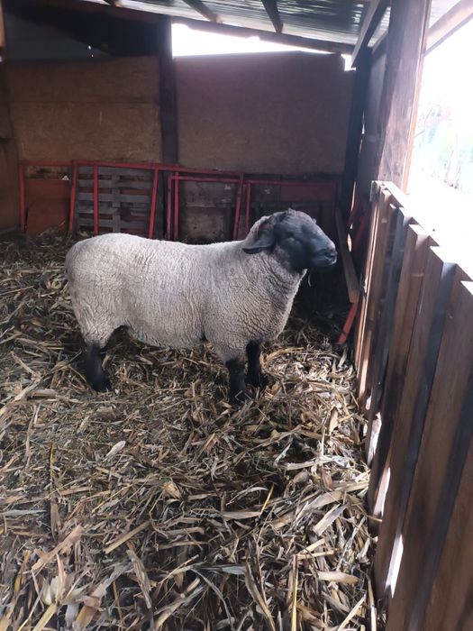 Vand berbec rasa Sufolk