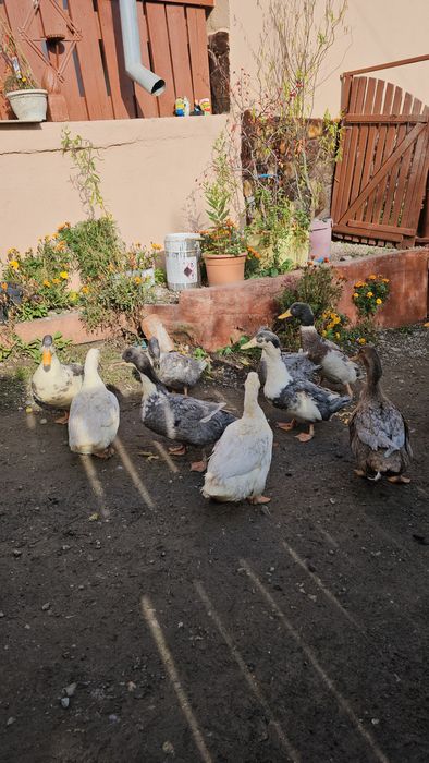 Vând rate de casă tinere