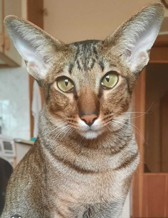 Кот породы Ориентал