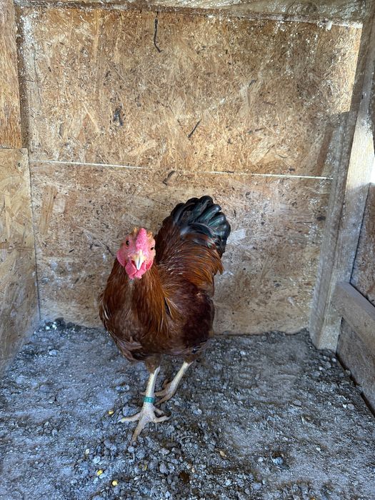 Wyandotte Pitic Maroniu cu benzi