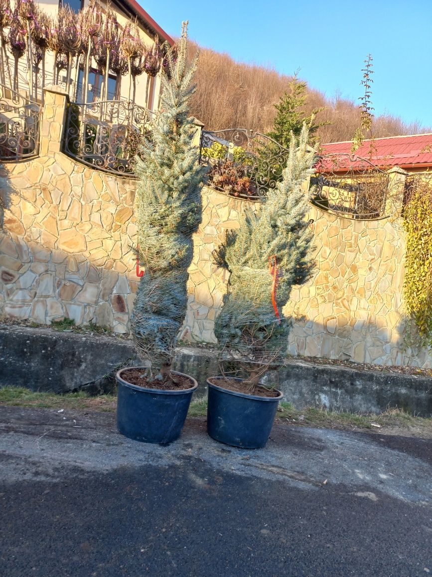 Vă oferim ce mai.mare gamă de plante ornamentale la prețuri accesibile