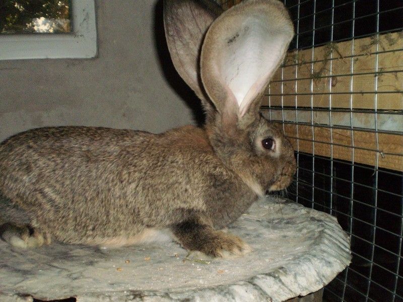 Зайци Белгийски великан