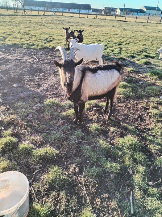 Vând țap alpin francez pur