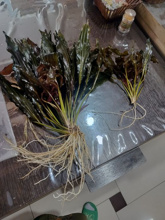 Продам красный Эхинодорус.