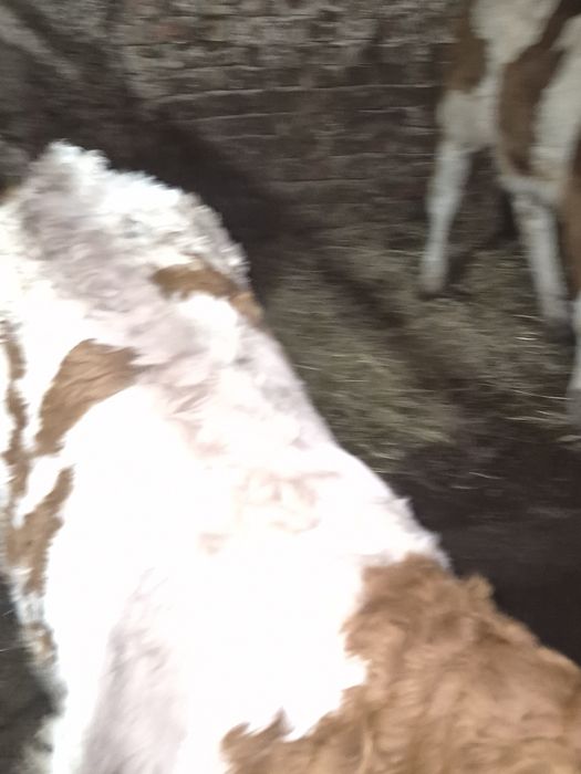 Vand vitele baltate romanesti