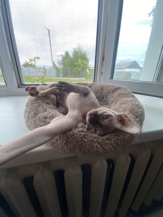 Сфинкс чистокровная девочка для спаривания, готовая