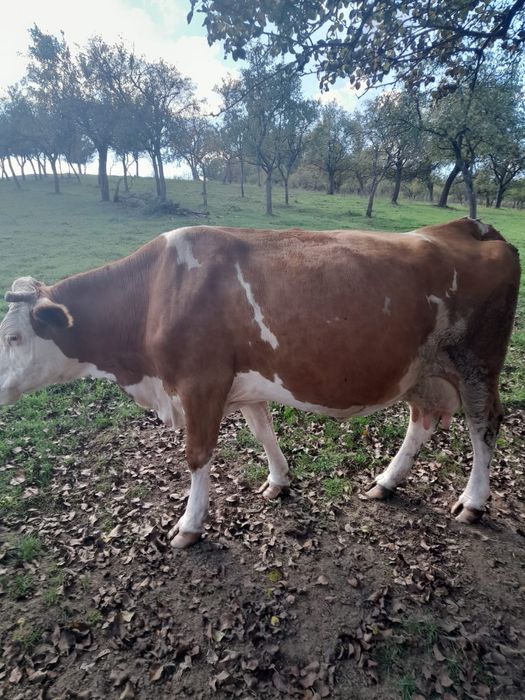 Vaca baltata romaneasca
