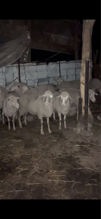 Койлар бараны продом 10 бас бар 63мын оптым кызыктырса хабарласындар