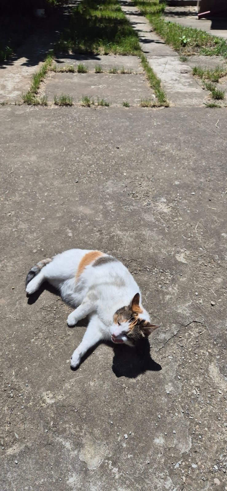 Pisicuta adoptie