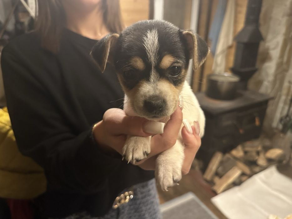 Продавам кученца Джак Ръсел