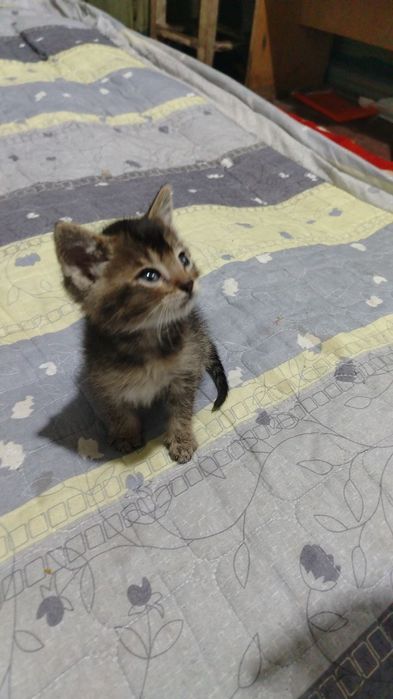 Отдам даром котёнка один месяц