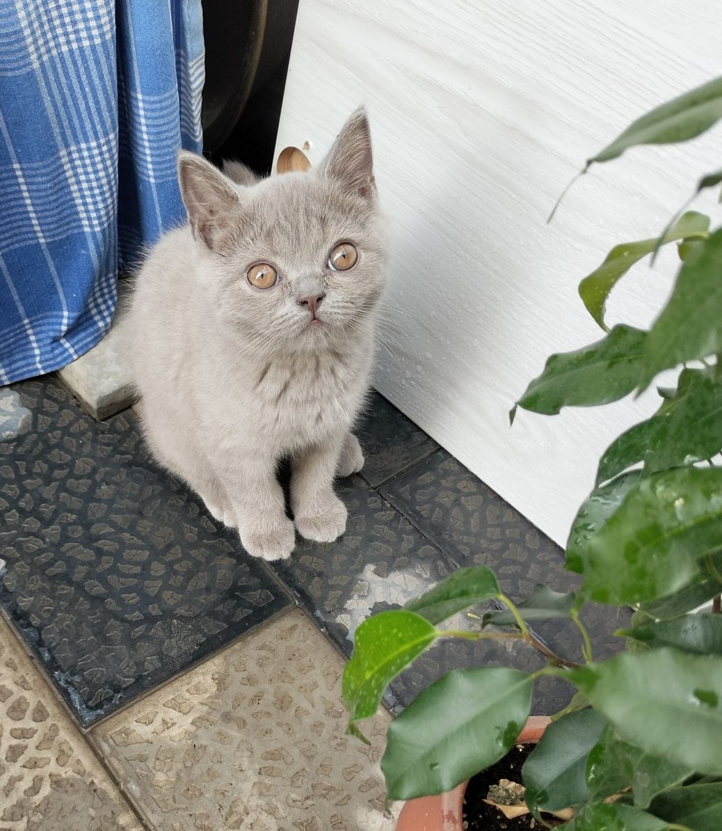 Британская короткошёрстная.