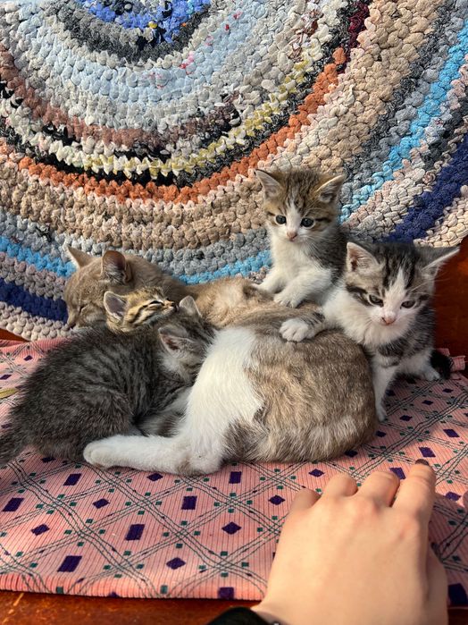 Отдам котят в хорошие руки