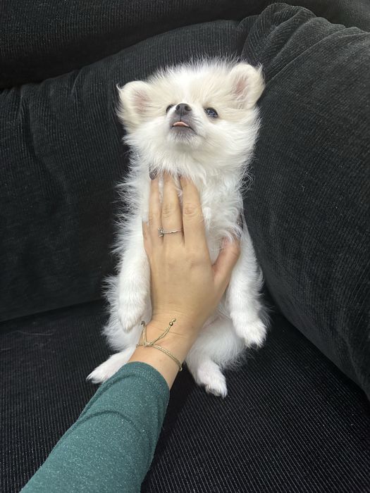 Женско померанче