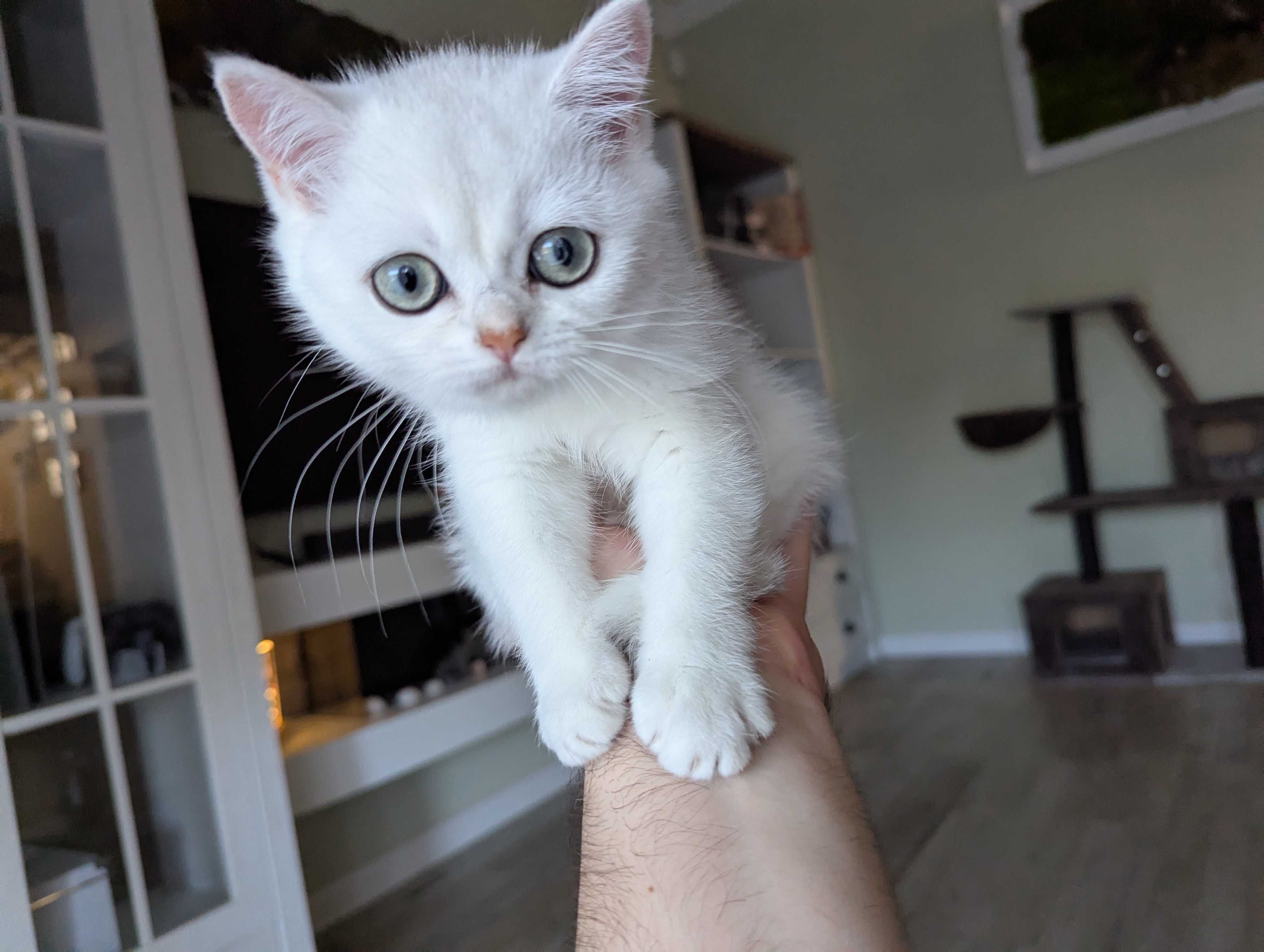 Pisica British Shorthair - fetita