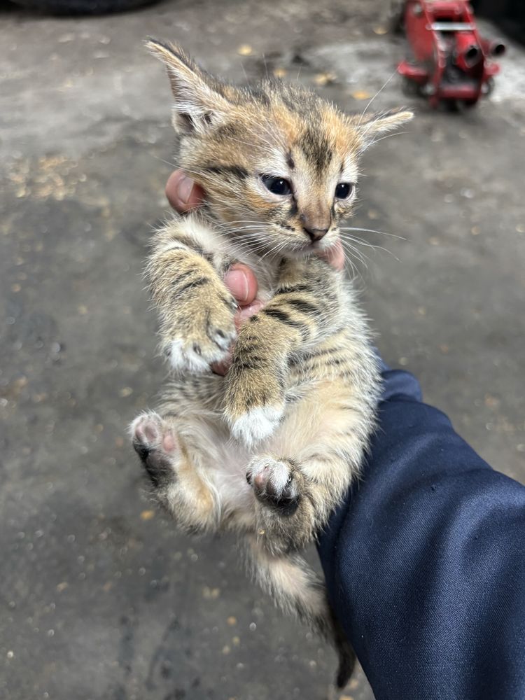 Подарявам котета