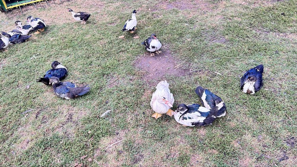 Rațe mute de vanzare