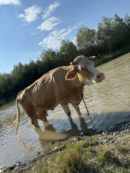 Vaca baltata romaneasca