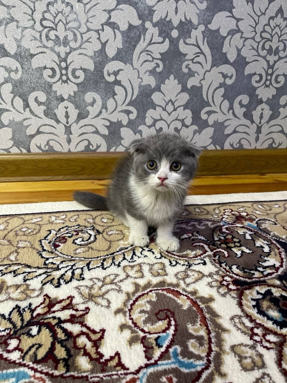 Британские котята