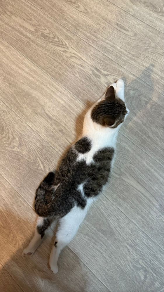 Кошка Мила ищет дом