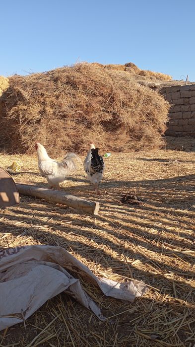 Қораздар тек аламын деген кісілер хабрлассын