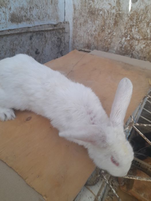 Quyon sotiladi 1 marta bolalagan