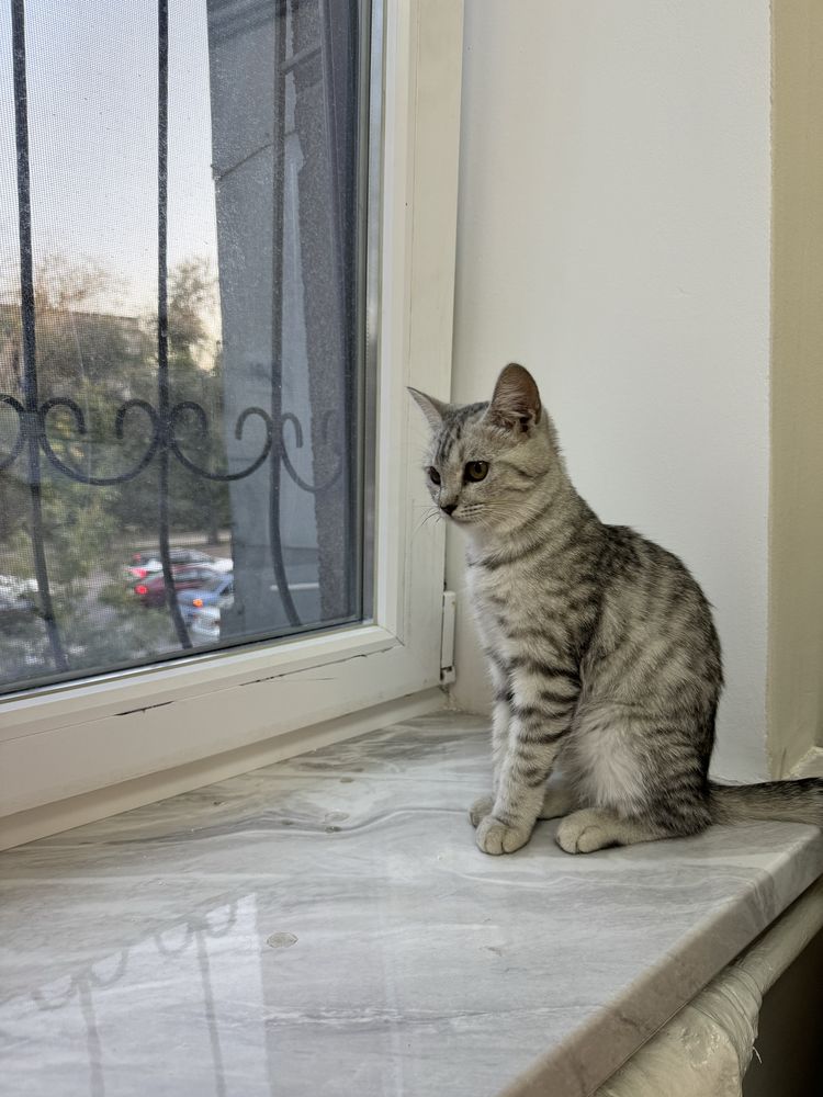 Кошка 3 месяца девочка