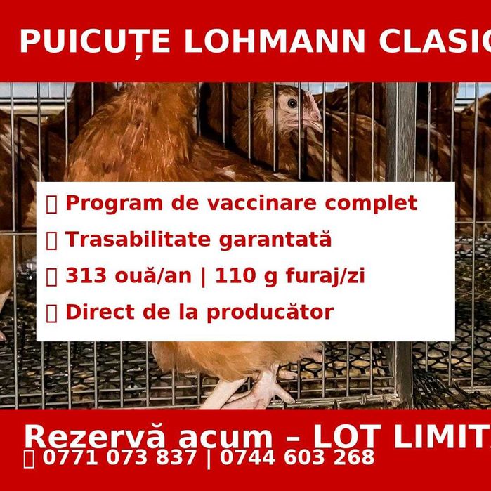 Comandă acum - Puicuţe ouătoare – Lot Limitat