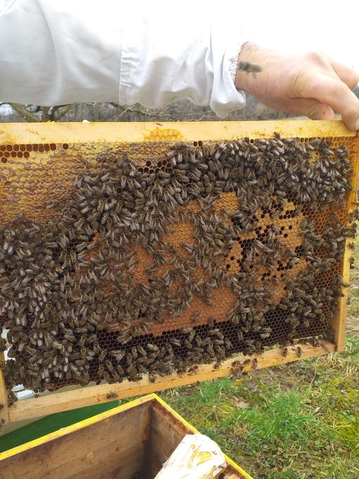 roi de albine 2-6 rame