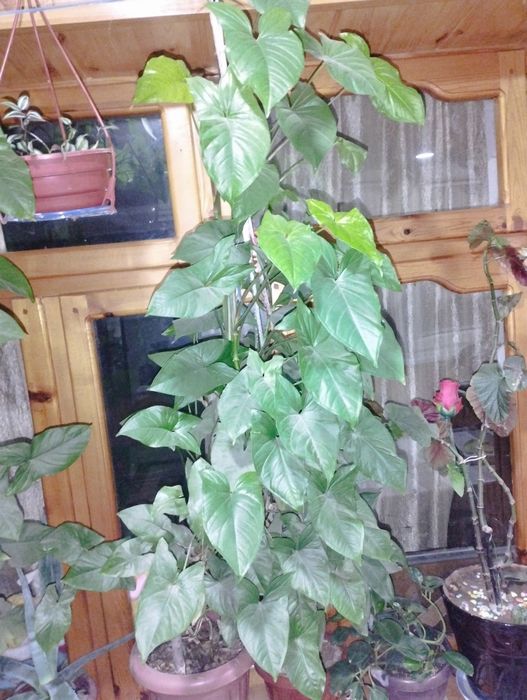 Продаются домашние цветы