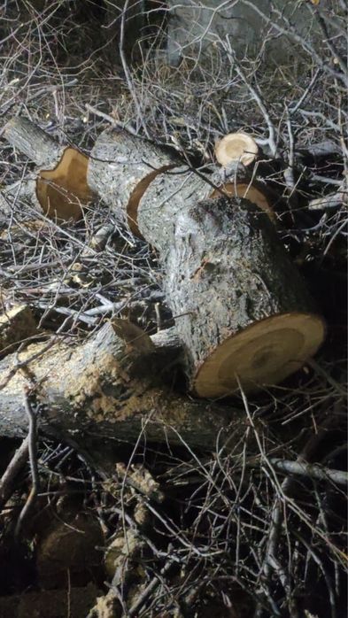 Срочно дрова бесплатно