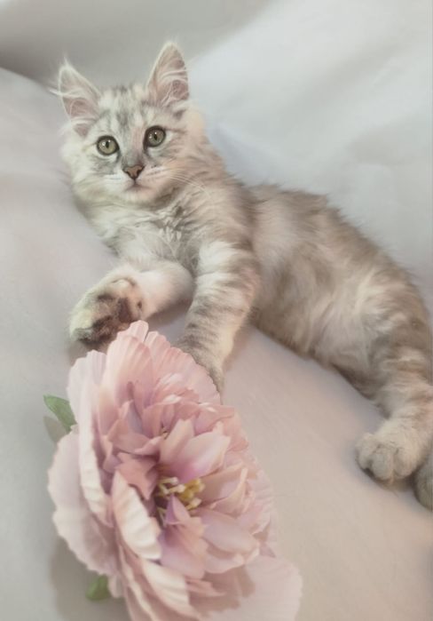 Котенок в добрый руки!
